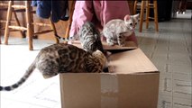 Bengal Kittens and a box. How fun can that really be?