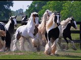 Gypsy vanner horses and andalusians