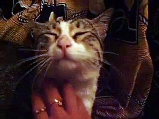 Pippy cat purr purr purr