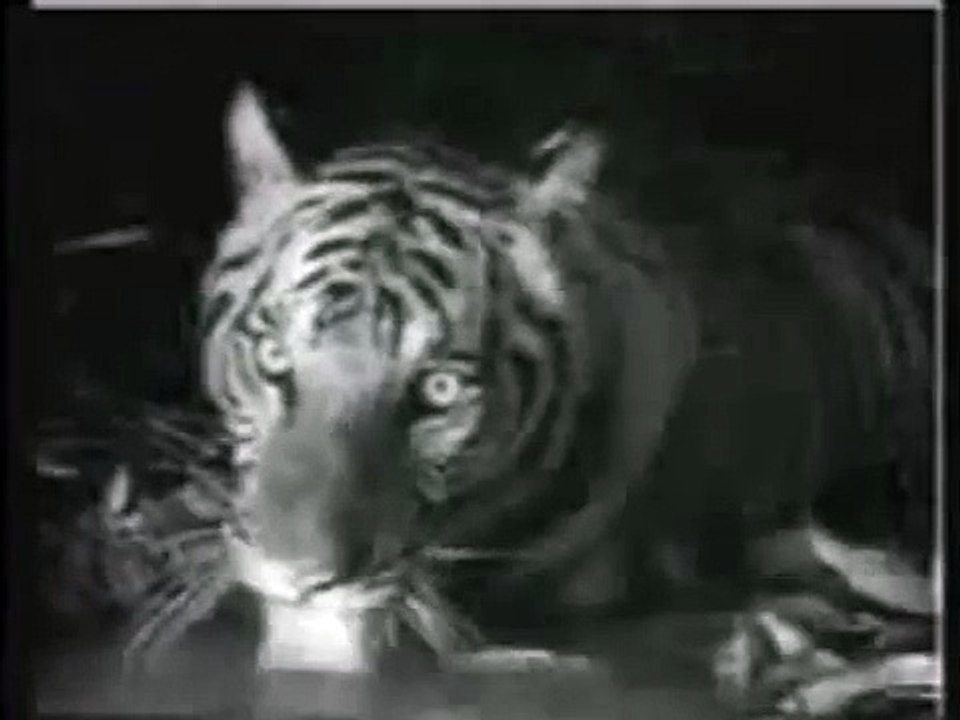 Tiger Vs Crocodile