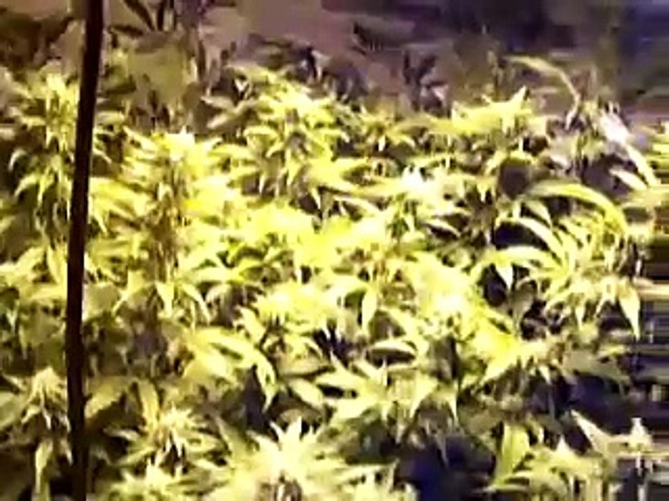 Day 26 of 12/12 OG KUSH X SOUR DIESEL (707HEADBAND) and PURPLE URKLE