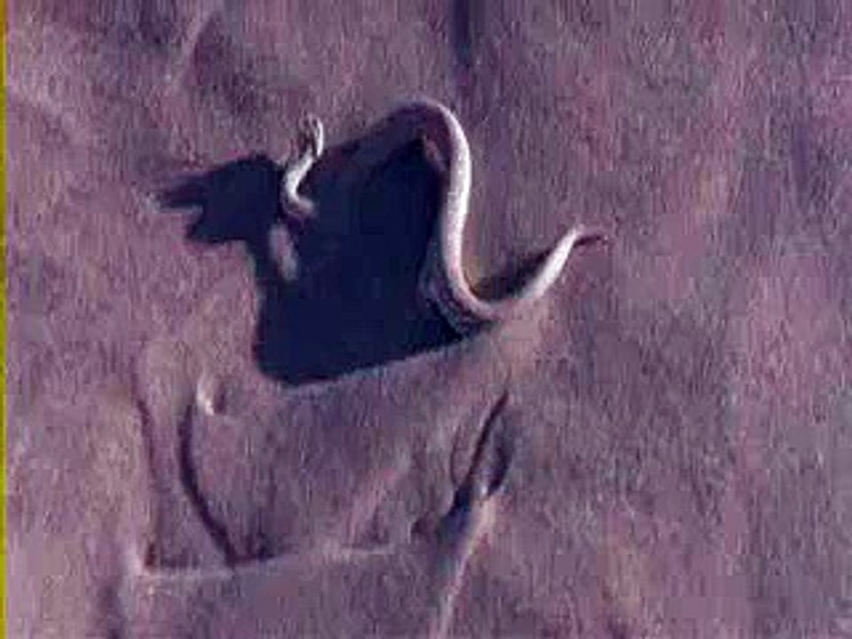 Most Amazing Biggest Snake Hunting in Desert
