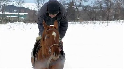 Los caballos heredados de Cosquilla