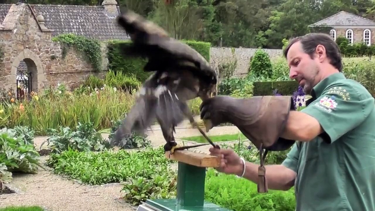 Jersey Falconry