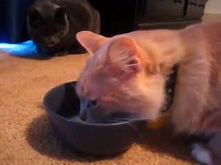 EMORY THE CAT SAYS YUM YUM!
