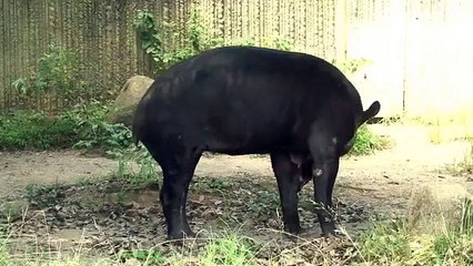 Baird's Tapir - What it does when it hears water / The Konica Minolta Our endangered animals