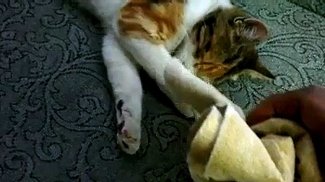 fındık