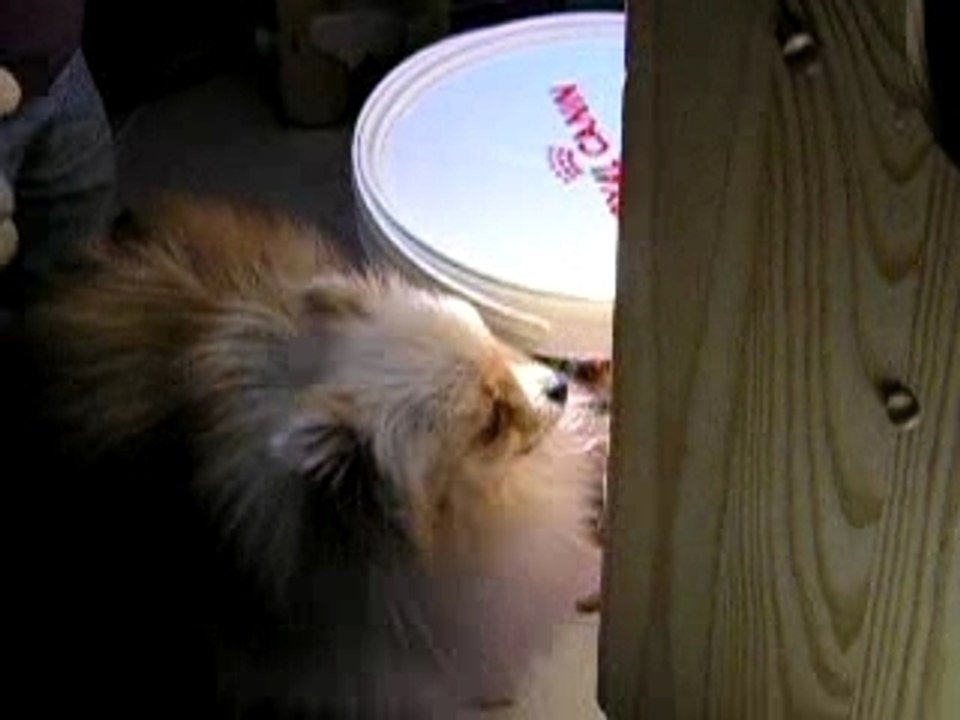 Pinou va-t-il rentrer dans la boîte ?