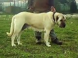 Berivan Kurdish Boz Kangal Dog