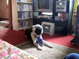 Ben my Border Collie doing his can trick to the song Ben