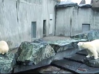 Eisbär Wilbär will zu seinem Papa Anton / Polar Bear Wilbear