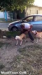 This dog has some serious POWER Amazing Climb