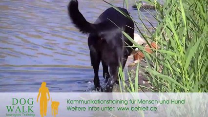 DOGWALK - bewegtes Training / Hundeschule Sittensen