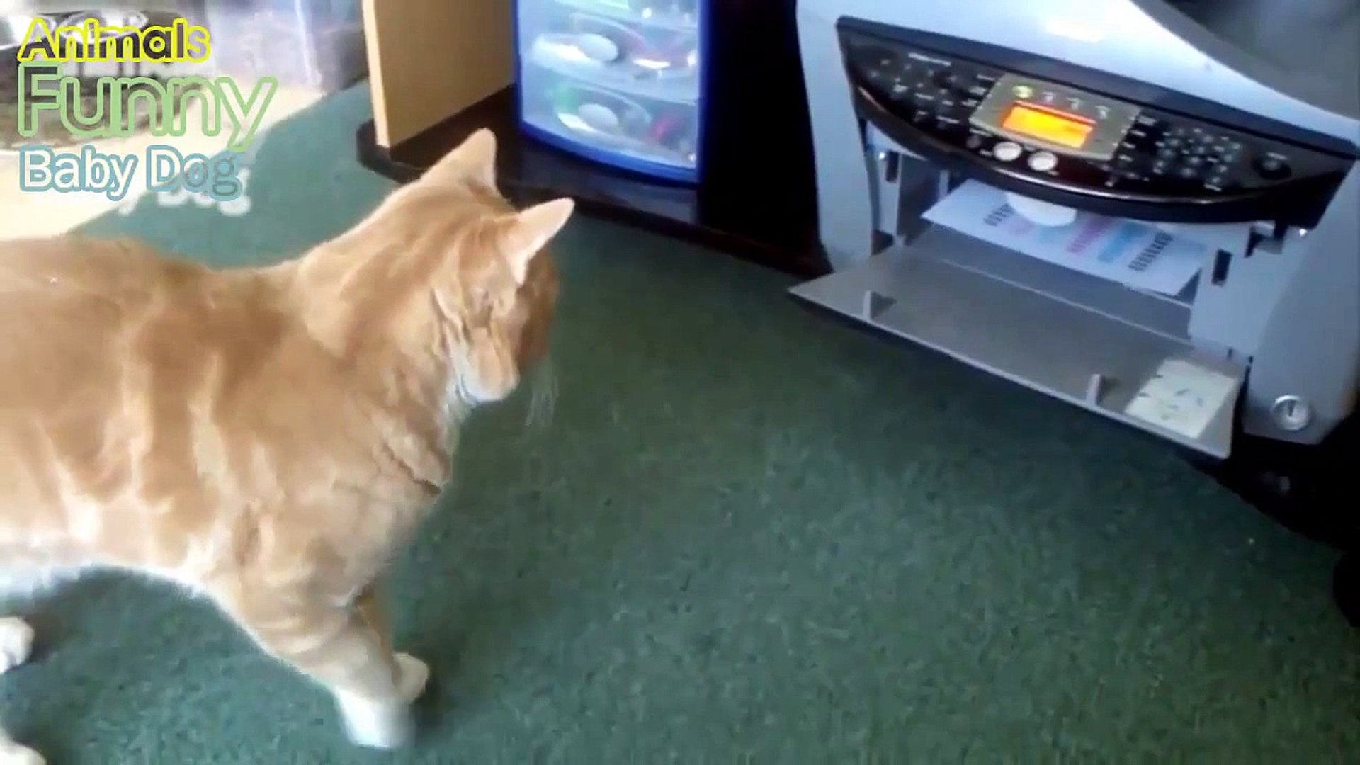 ⁣Cats vs Printers   Funny Cute Cats Attacking Printers Compilation 2015