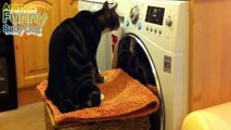 Crazy Funny Cats vs Washing Machines   Imaginary Enemy of Cats Compilation 2015 2016