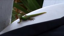 Gold Dust Day Gecko