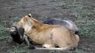 Lion Takes Down a Wildebeest During a Stampede ~ The Great Migration-Serengeti Safari!