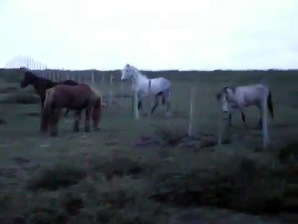 Pelea de caballos