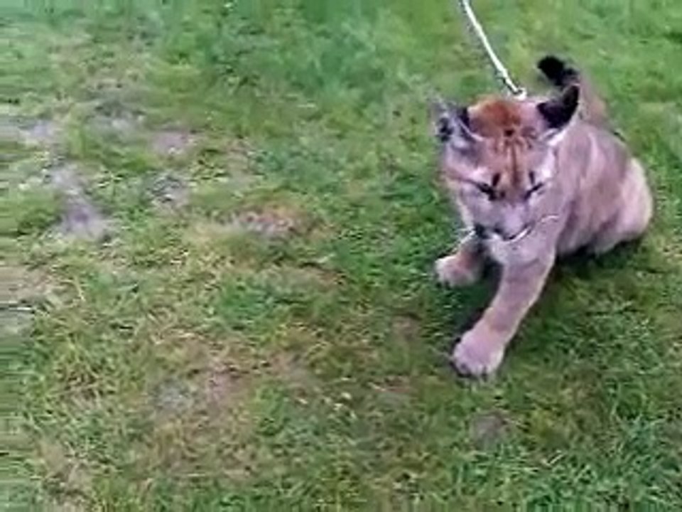 Boxer dog vs puma