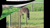 Meerkerk : Jachthaven, Molen, Dorp door Tine de Jong en Catherine Boone