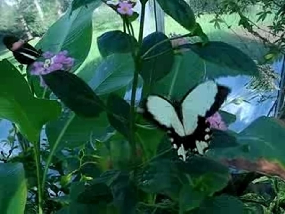 Vol de papillon dans la serre