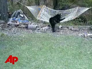 ハンモックで遊ぶクマ