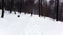 Siberian Husky in Snow
