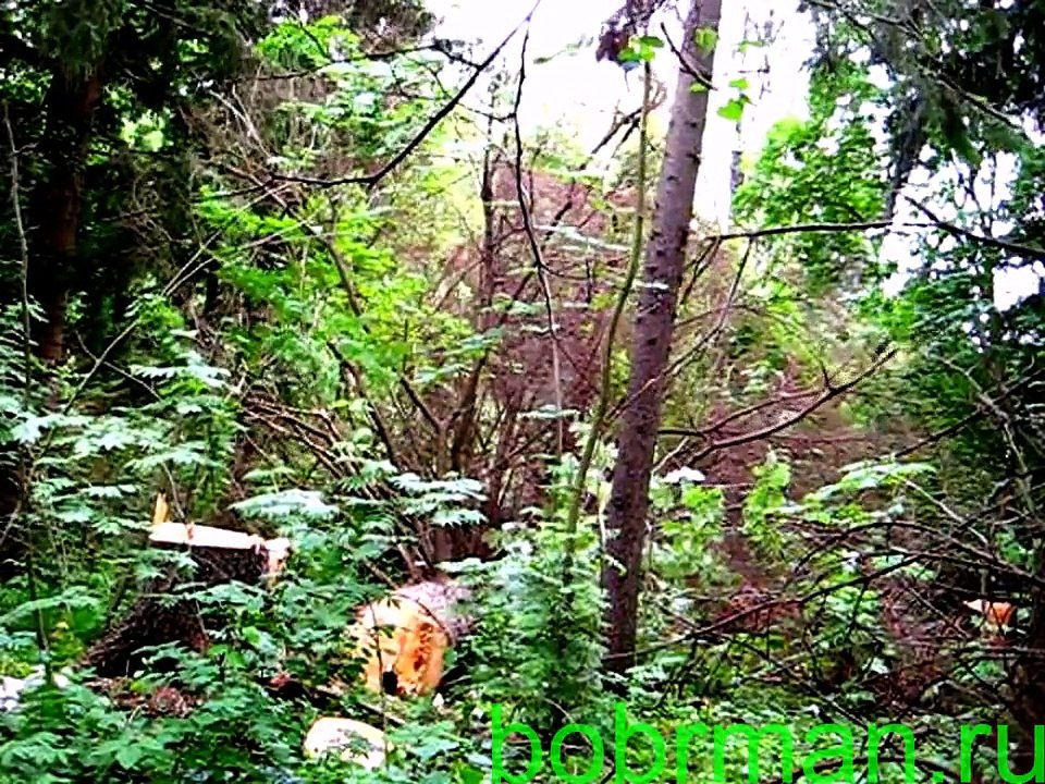 Валка леса. Интересные моменты. Нарезка.