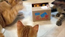 貯金箱をおもちゃにしちゃってる?!猫が貯金箱で遊ぶ動画★Is the savings box made a toy?!Animation where cat plays in savings box