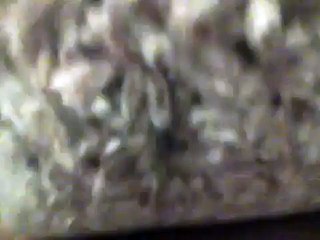 Psilocybe Cubensis Ecuador Mycobag