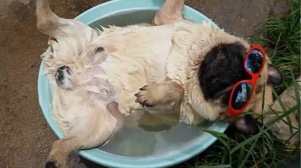 Have You Ever Been As Relaxed As This Pug ?