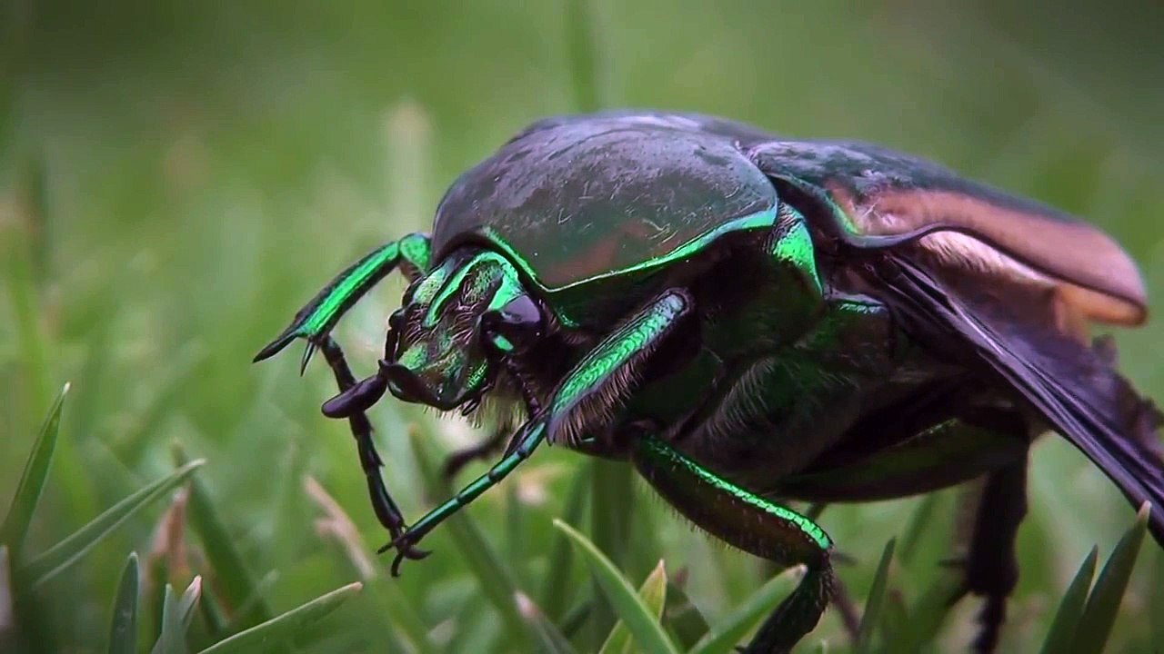 Awesome Green Beetle