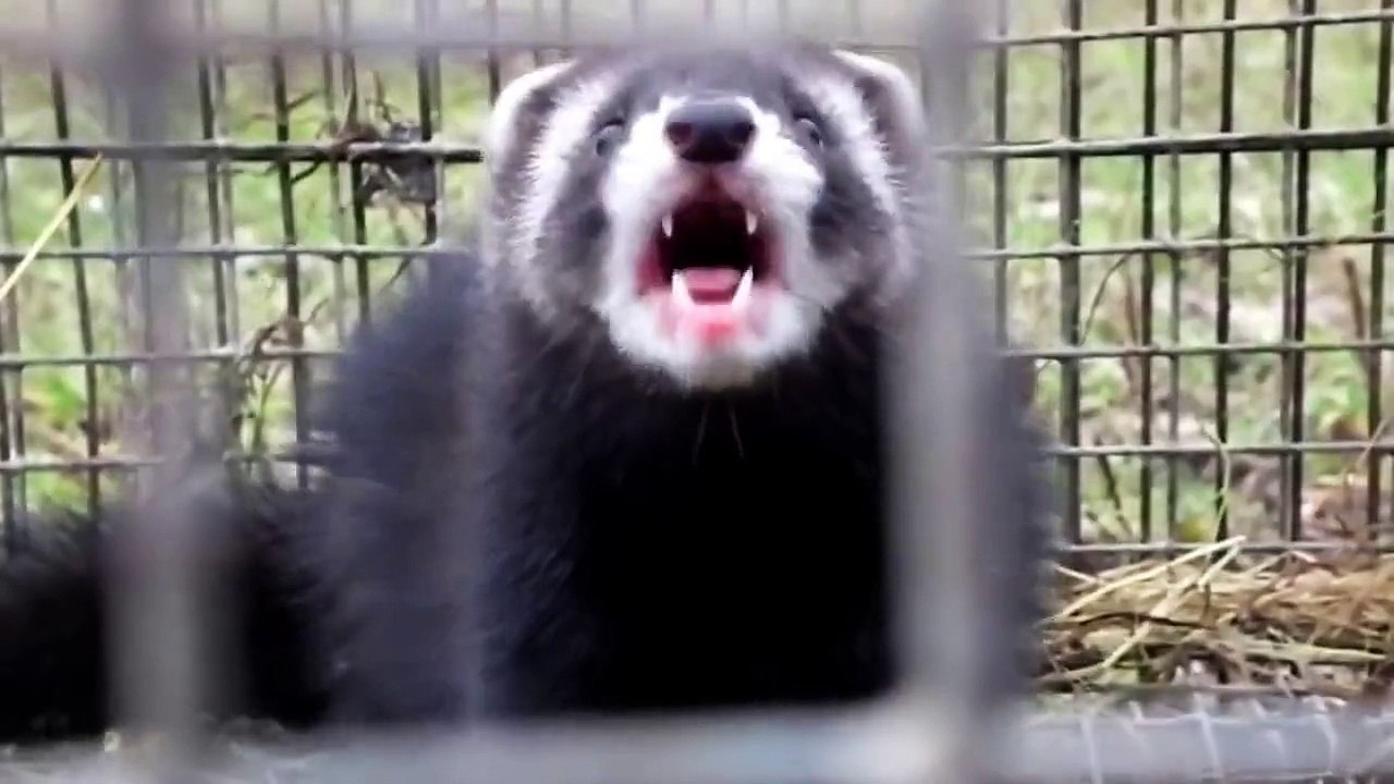 European Polecat