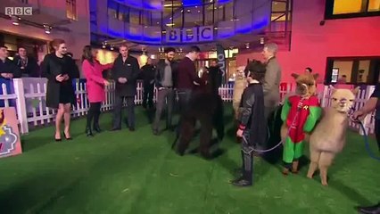 Aidan Turner and Eleanor Tomlinson judging alpacas - The One Show