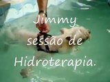 Fisioterapia Veterinária - Canino Jimmy