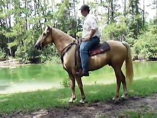 Jo Boy - 7 yr. old Fox Trotter
