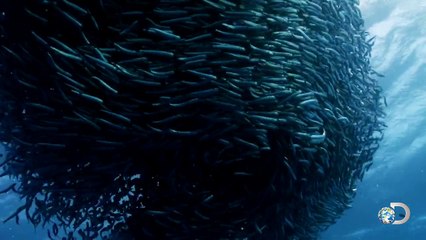 Blacktip Sharks vs. 10 Million Anchovies