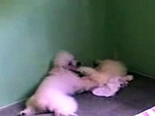 um namoro entre um cachorro e uma gata
