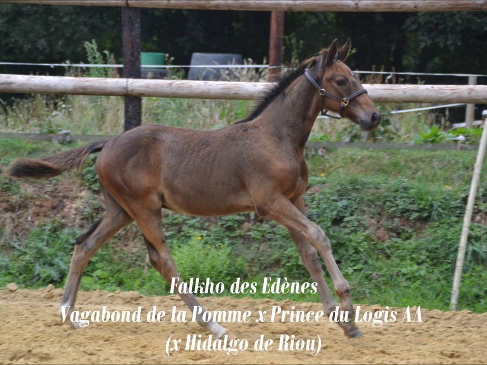 Falkho des Edènes concours foals