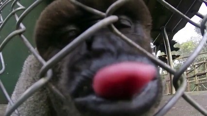 Funny Monkey Loves To Lick Video Camera (Storyful, Wild Animals)