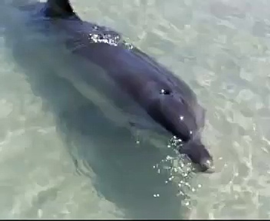 delfin