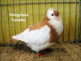 Fancy Pigeon Breeds F, Rassetauben in Englisch mit F