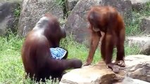 Orangotango se refresca com toalha molhada em Zoo de Tóquio