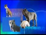 Cães, os Melhores Amigos do Homem - 01/07 - Discovery Channel