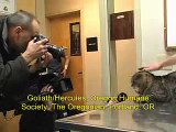 Kattenmand Dierenambulance/Dierenbescherming West-Alblasserwaard kater XL