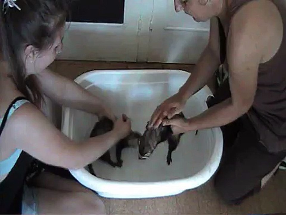 le bain de Tomtom et Nana