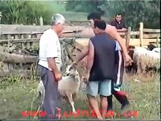 zmaj od šipova
