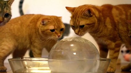Dix chats jouent et lèchent une balle glacée