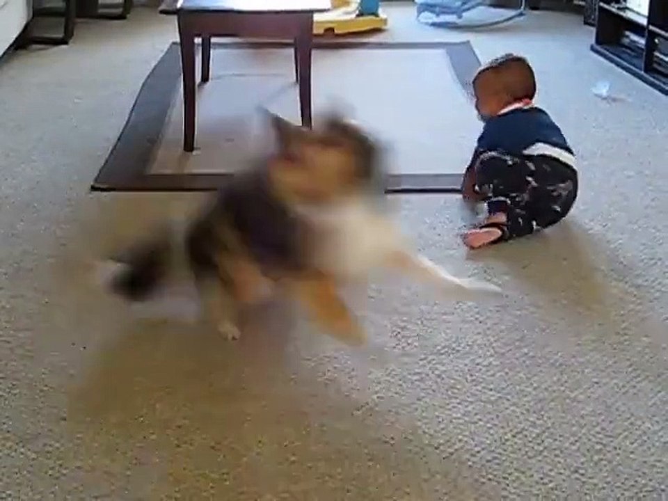 Cessons de comparer nos politiciens à ces merveilleux animaux !