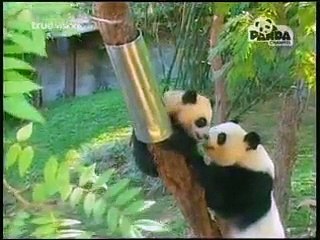 Lin Ping Daily Hi-Light#2-290110